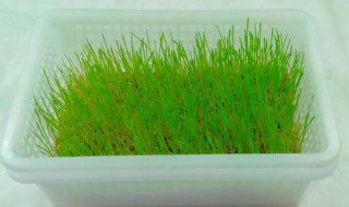 简易无土小麦苗的种植方法（简易无土小麦苗的种植方法图片）