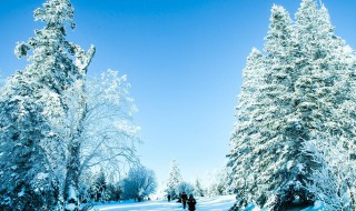 雪松是什么味道 白苔与雪松是什么味道