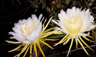 昙花的种植方法及注意事项