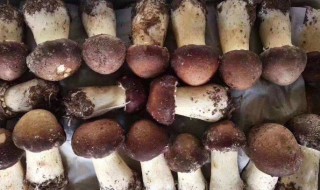 松茸蘑菇包的做法 松茸蘑菇包的做法视频