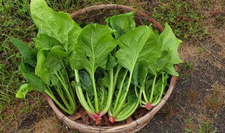 菠菜肉丸子汤的做法 菠菜肉丸子汤的做法肉丸子用炸吗