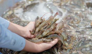 洗虾子用什么浸泡 小龙虾拿什么泡干净