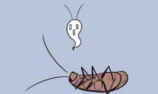 家里蟑螂很多 家里蟑螂很多怎么有效消除蟑螂