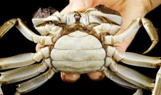 螃蟹一般蒸多长时间能熟能吃 螃蟹一般蒸多长时间才熟