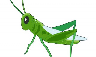 蚱蜢和蝗虫的有什么不同 蚱蜢和蝗虫是一个东西吗