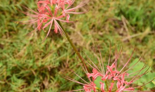 彼岸花喜欢酸性还是碱性 彼岸花喜阴还是喜阳