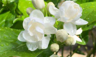 茉莉花的养护技巧与繁殖方法（茉莉花花的养殖方法和注意事项有哪些）