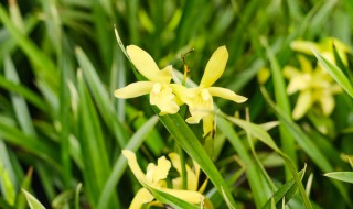 兰花夏天如何养殖（兰花夏天如何养殖视频）