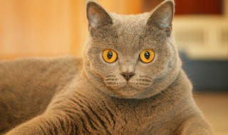 会说话的tom猫是什么品种 会说话的tom下载