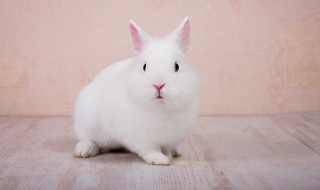 小白兔用什么辨别气味（小白兔用什么辨别气味和颜色）
