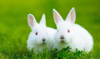 宠物兔的寿命多长 宠物兔的寿命多长啊