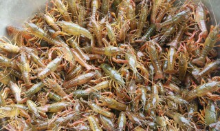 龙虾养殖技术介绍