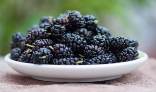 桑葚子的功效与作用 桑葚子的功效与作用及中药禁忌