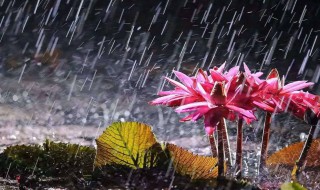 梅雨季节什么时候（梅雨季节什么时候开始什么时候结束）