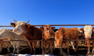 肉牛养殖成本 肉牛养殖成本和利润2021