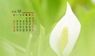 12月有哪些节日 12月有哪些节日和纪念日