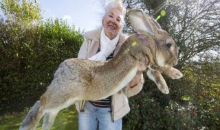 世界上最大的兔子 世界上最大的兔子叫什么
