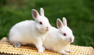 兔子养殖技术 兔子养殖技术培训