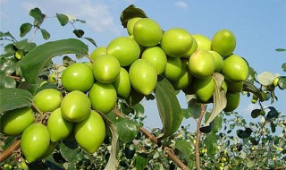 青枣的营养价值（青枣的营养价值和功效与作用）