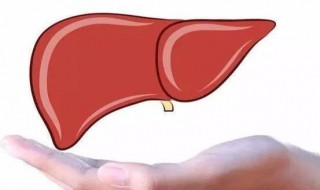 怎样保护肝脏（平时怎样保护肝脏）