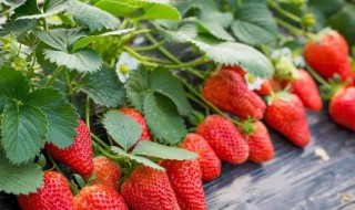 摘草莓的季节 摘草莓的季节是什么时候