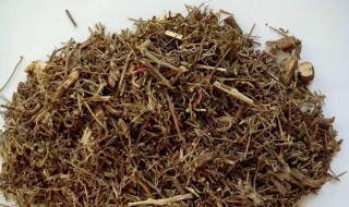香薷泡茶有什么功效 香薷的副作用太大了