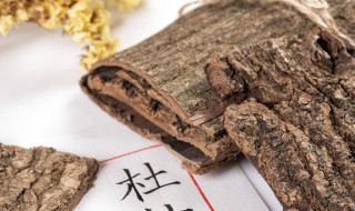 杜仲茶的作用与功效及冲泡方法 杜仲茶的作用与功效的功