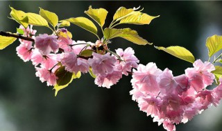 樱花折枝能活吗（折下来的樱花树枝怎么养）