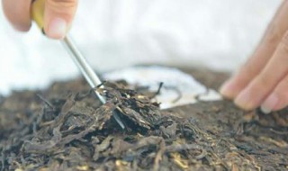 莽枝古树茶特点（莽枝古树茶口感特点）