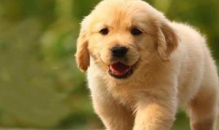 小金毛犬的喂养方法（小金毛喂养注意事项）