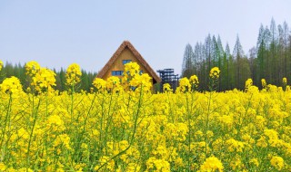 油菜花的叶子能吃吗 油菜花的叶子能吃吗视频