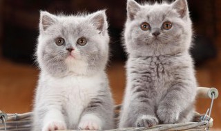 猫的习性是什么