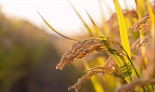 水稻最早出现在什么朝代（水稻最早起源哪个年代）