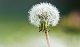 蒲公英毛球是蒲公英的果实吗（蒲公英毛球是花还是种子）