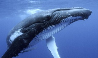 鲸鱼体是什么意思 鲸鱼体型对比图