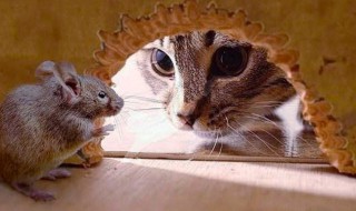 猫为什么抓老鼠（猫为什么抓老鼠给主人）