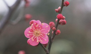 梅花自然分布和生长习性的详细介绍 梅花的分布特点和生长环境