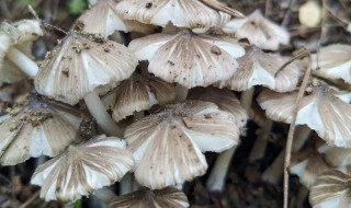 鸡枞有没有毒（鸡枞有没有毒性啊）