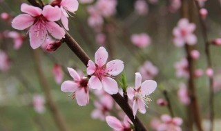 桃花生长的奥秘（桃花生长的奥秘是什么）