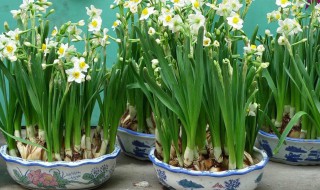 水仙花的生长变化情况（水仙花的生长变化情况10字）