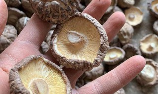 花菇的保存方法 花菇的保存方法和温度