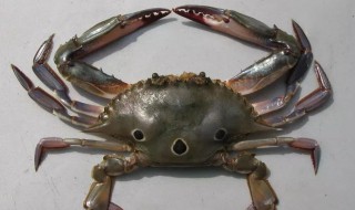 海螃蟹外面的籽可以吃吗（海蟹外面的籽能吃吗）