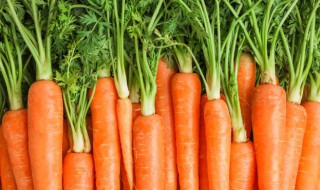 胡萝卜为什么会发芽 胡萝卜为什么发芽慢