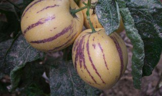 饭后可以吃人参果吗（饭后能吃人参果吗）