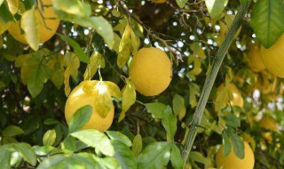 柠檬树的风水意义家里种柠檬树好吗 柠檬树种家里吉利吗