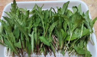 吃马兰头对身体有什么好处 三种人不能吃马兰头