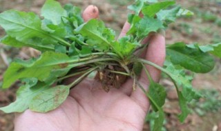 荠菜一天吃多少合适（荠菜一天吃多少合适呢）