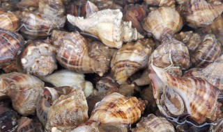 海螺为啥用盐水泡有紫色 海螺为啥用盐水泡有紫色的东西