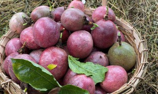 百香果饭前吃还是饭后吃（百香果饭前饭后哪个时间比较好）