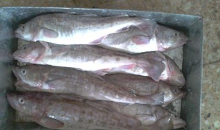 冷冻明太鱼怎么处理（明太鱼冷冻能储存多久）